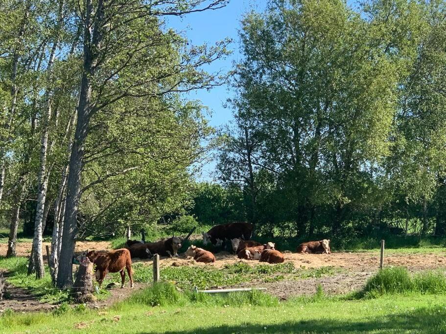 Kongsholmlund. Enjoy The Countryside. Διαμέρισμα Vejby Εξωτερικό φωτογραφία