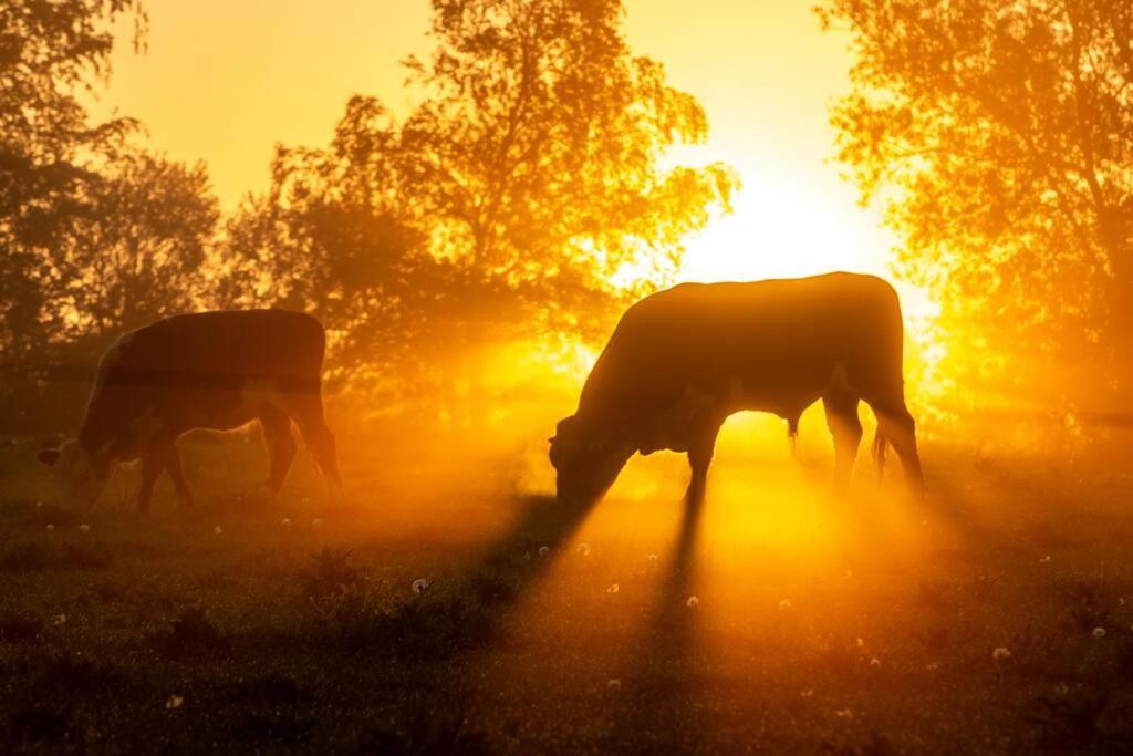 Kongsholmlund. Enjoy The Countryside. Διαμέρισμα Vejby Εξωτερικό φωτογραφία